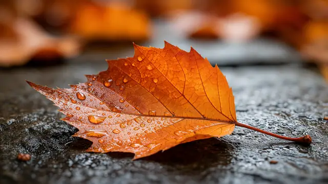 Autumn Leaf Raindrops — autumn, rain, nature wallpaper